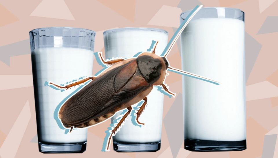 Nya hälsomjölken kommer från kackerlackor