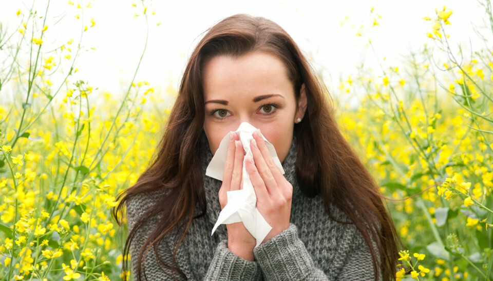 Är det pollenallergi eller en förkylning? Så vet du!