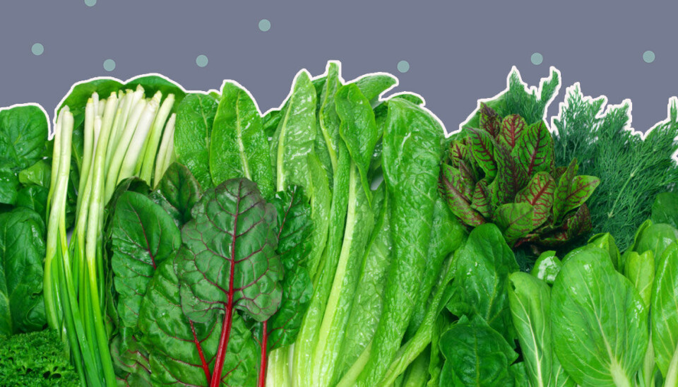 6 gröna bladgrönsaker som faktiskt är nyttigare än grönkål