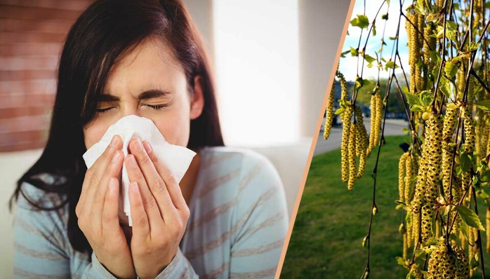 Pollenallergi eller förkylning? Så vet du skillnaden