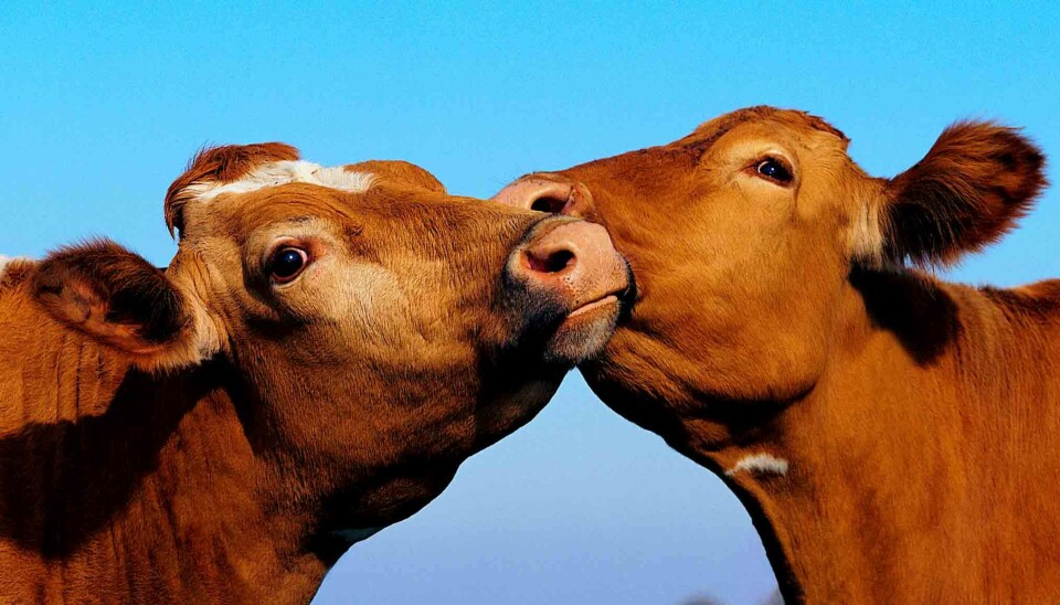 Dags för ett grönare liv – här är 8 anledningar att äta mindre kött