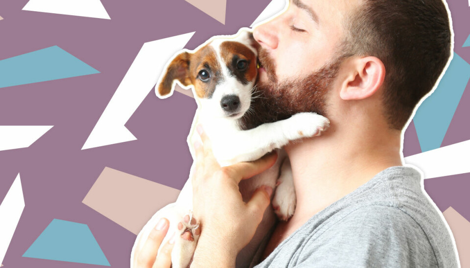 Ny studie: Skäggiga män bär på fler bakterier än hundar