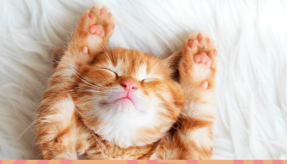 ”Kattfulness” får dig att stressa ned med mysiga kattklipp