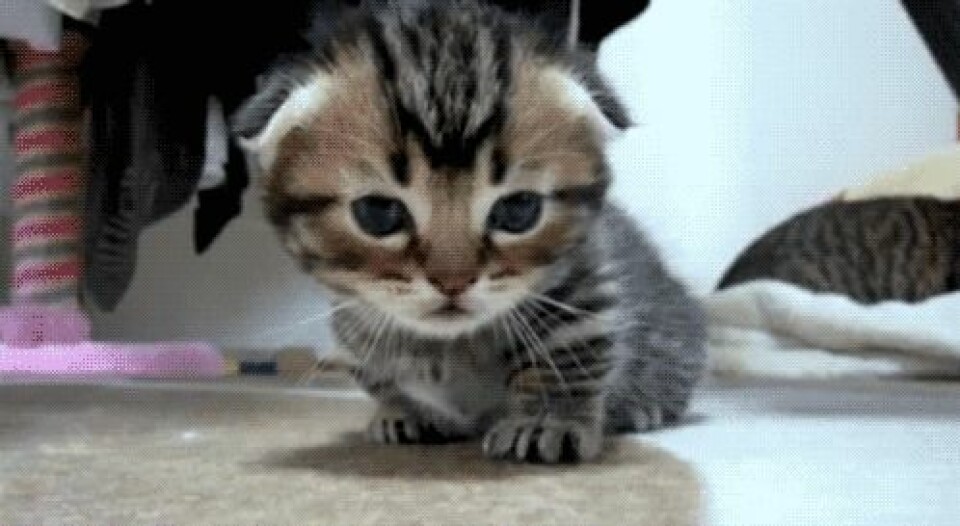 LOL! Se katt-gif:sen som beskriver din festkväll