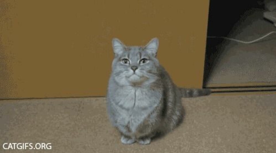 LOL! Se katt-gif:sen som beskriver din festkväll