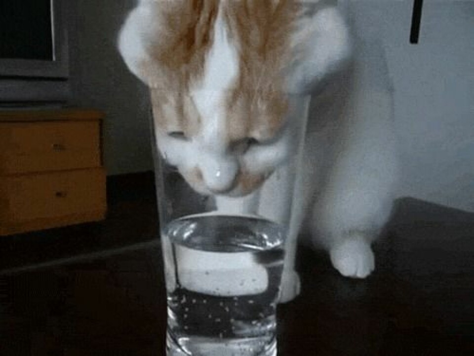 LOL! Se katt-gif:sen som beskriver din festkväll