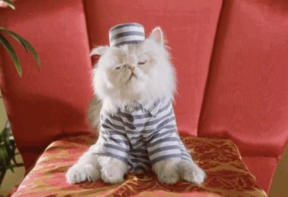 LOL! Se katt-gif:sen som beskriver din festkväll