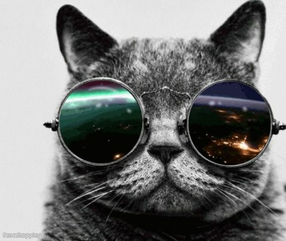 LOL! Se katt-gif:sen som beskriver din festkväll