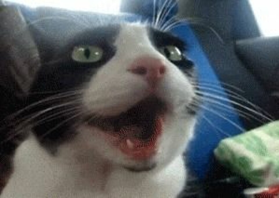 LOL! Se katt-gif:sen som beskriver din festkväll