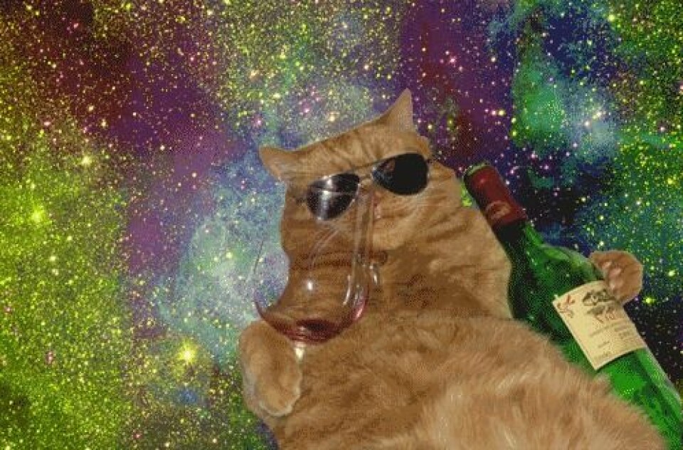 LOL! Se katt-gif:sen som beskriver din festkväll