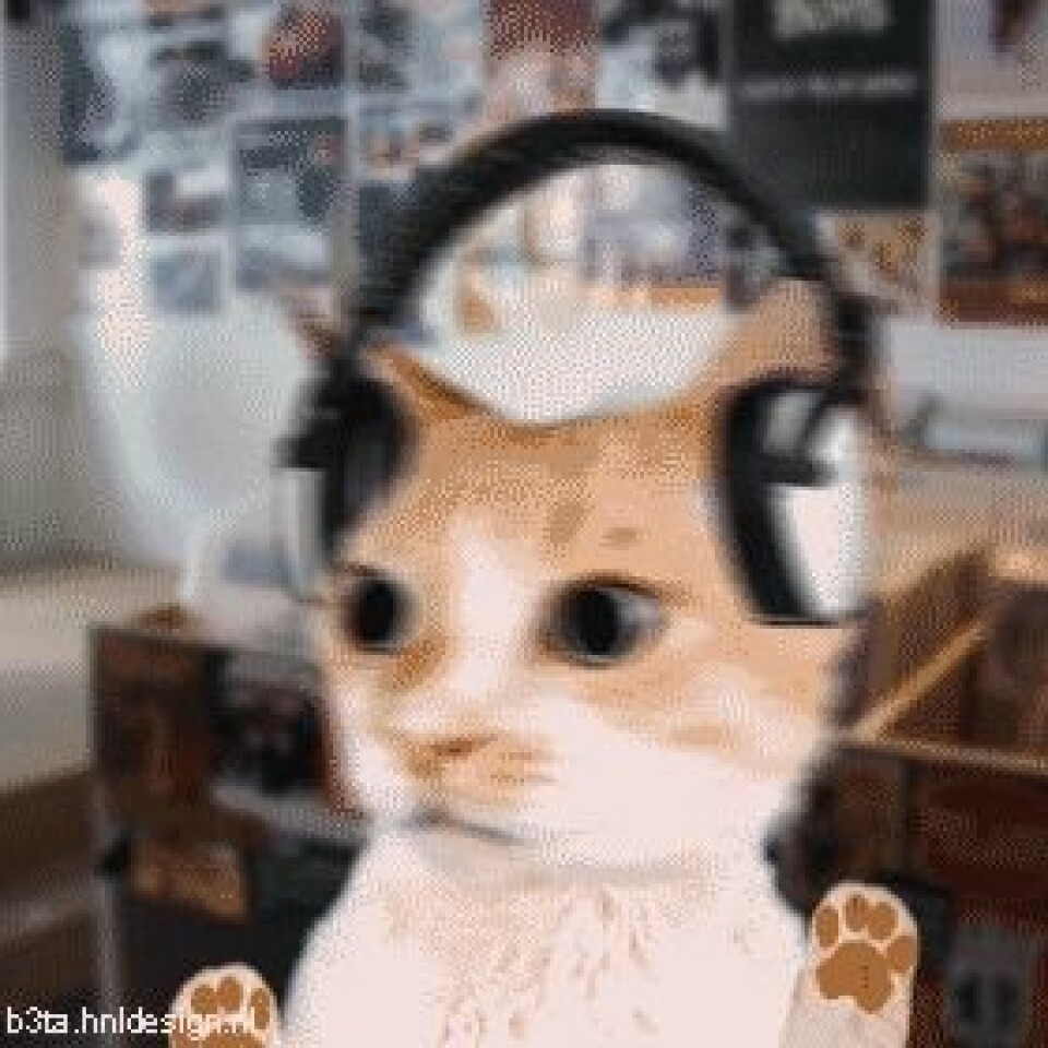 LOL! Se katt-gif:sen som beskriver din festkväll