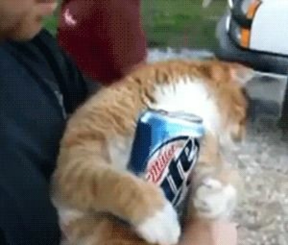 LOL! Se katt-gif:sen som beskriver din festkväll