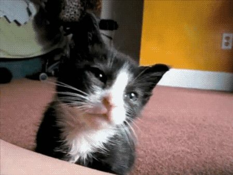 LOL! Se katt-gif:sen som beskriver din festkväll
