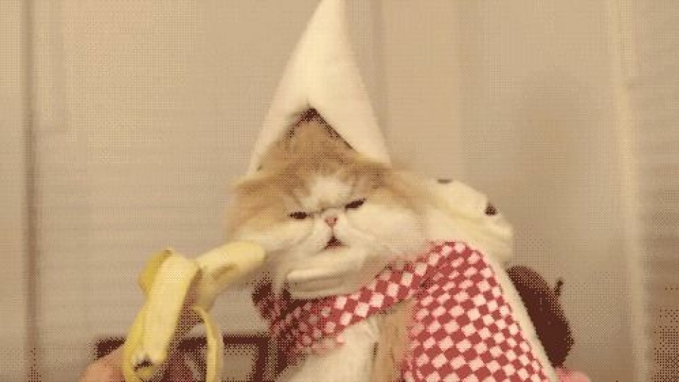 LOL! Se katt-gif:sen som beskriver din festkväll