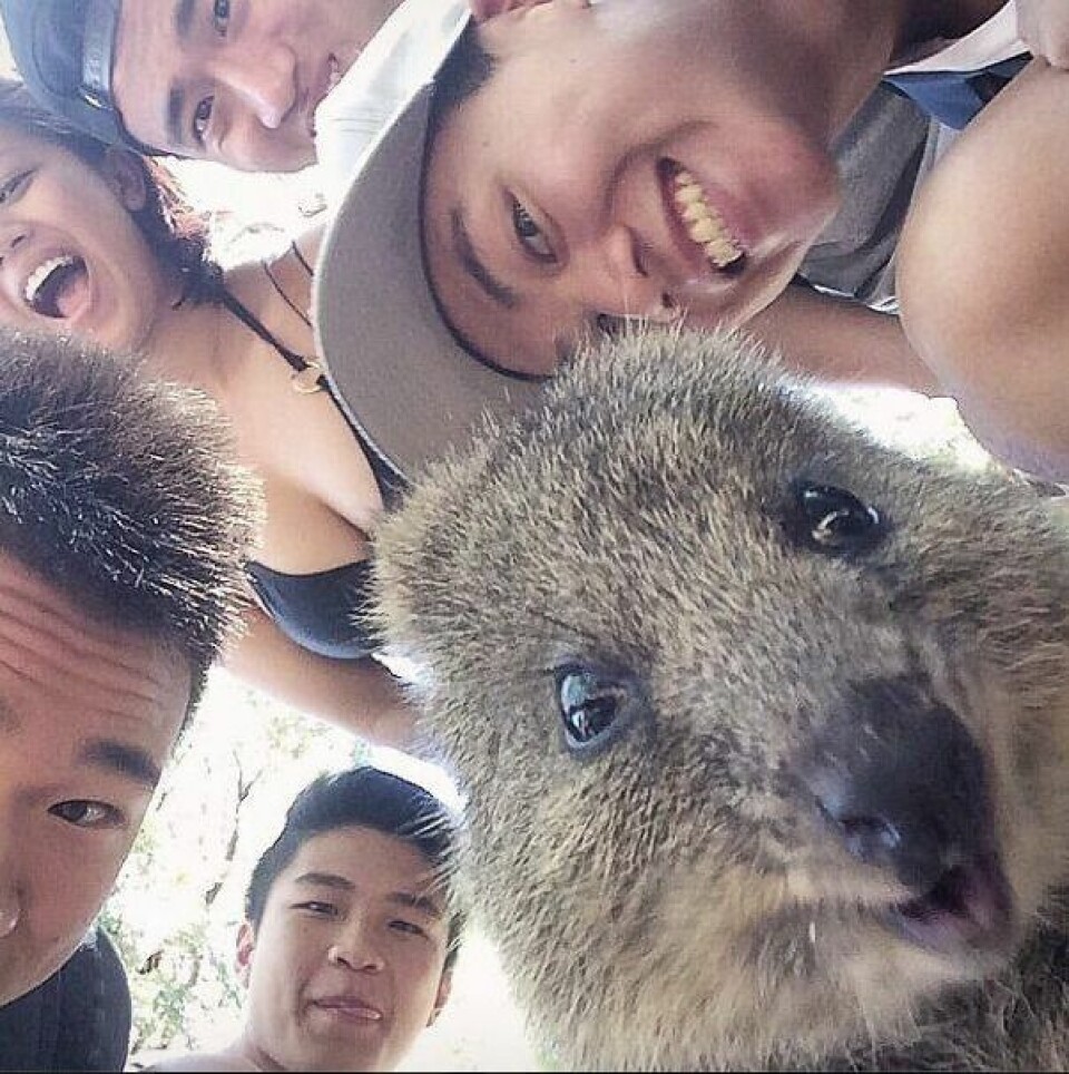 Wombat-selfien är senaste (och sötaste!) trenden i Australien