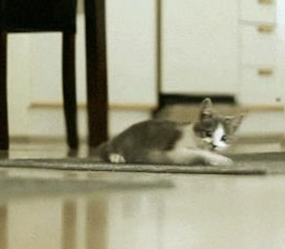 16 snygga solglasögon till sommaren 2016