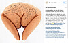 @the.vulva.gallery