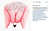 @the.vulva.gallery