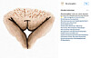 @the.vulva.gallery