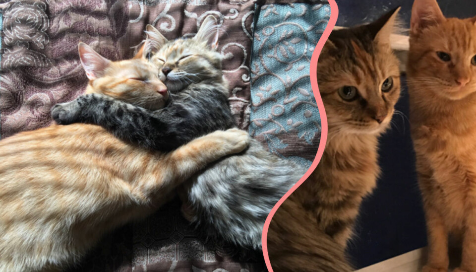 De här kattungarna är kära – och är det gulligaste du kommer se i dag