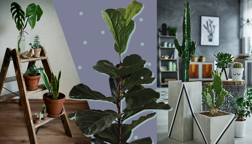 Alla pratar om växter – här är 11 plantor till och med du kan få att överleva