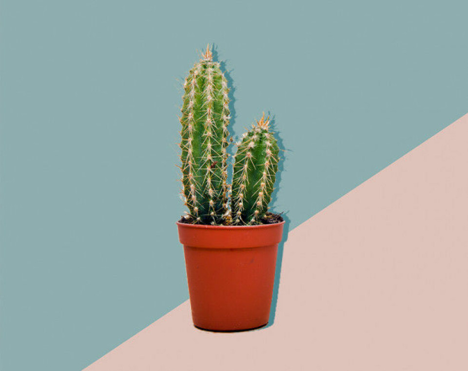 Alla pratar om växter – här är 11 plantor till och med du kan få att överleva