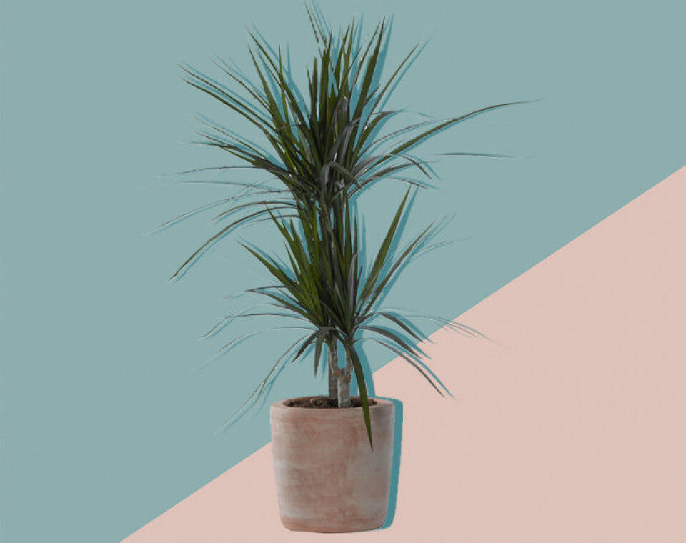 Alla pratar om växter – här är 11 plantor till och med du kan få att överleva