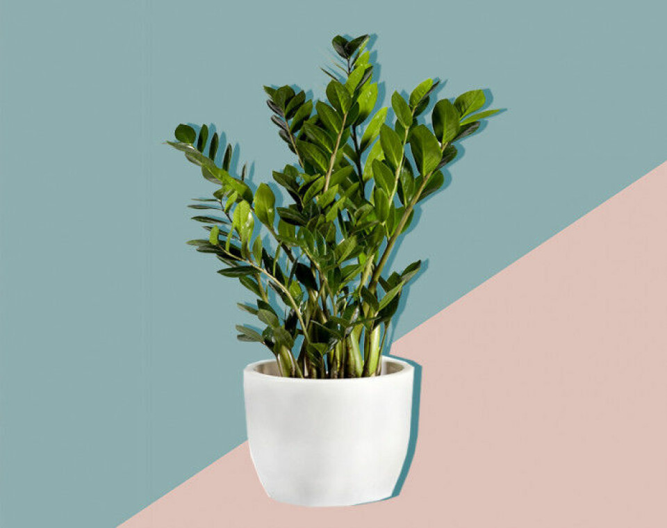 Alla pratar om växter – här är 11 plantor till och med du kan få att överleva