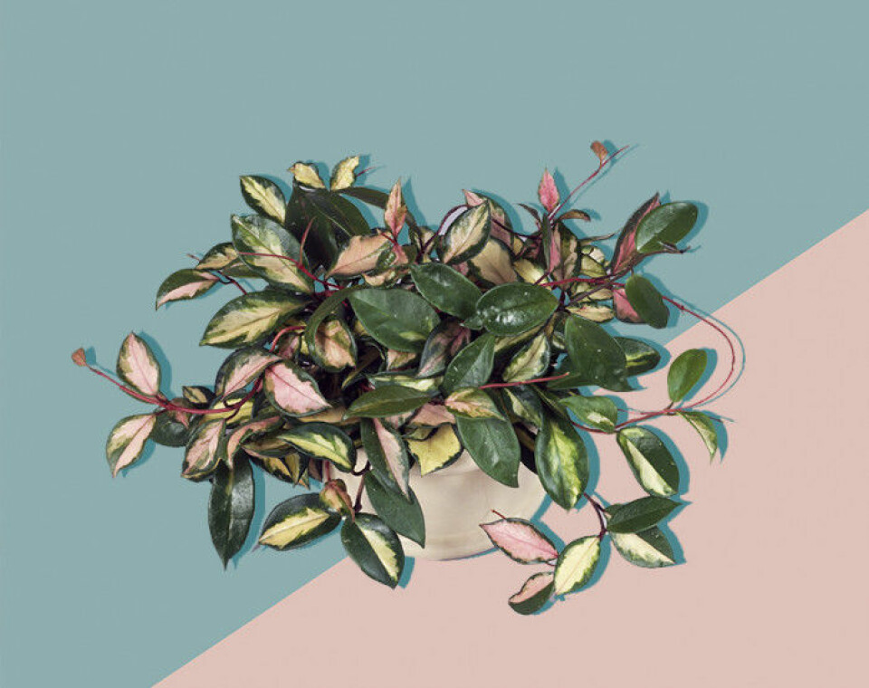 Alla pratar om växter – här är 11 plantor till och med du kan få att överleva