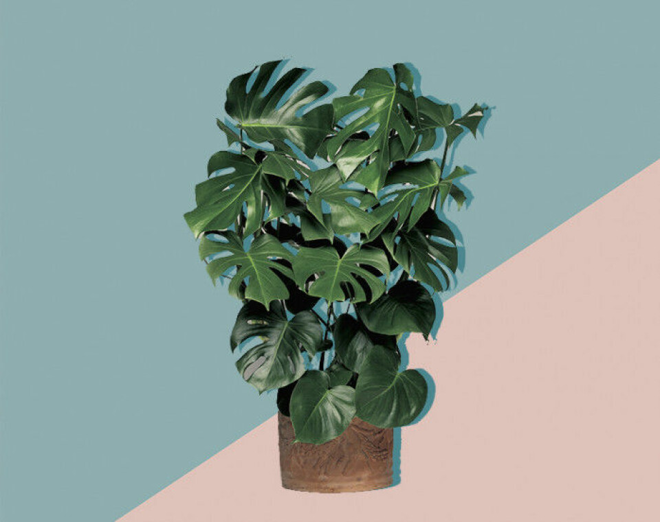 Alla pratar om växter – här är 11 plantor till och med du kan få att överleva