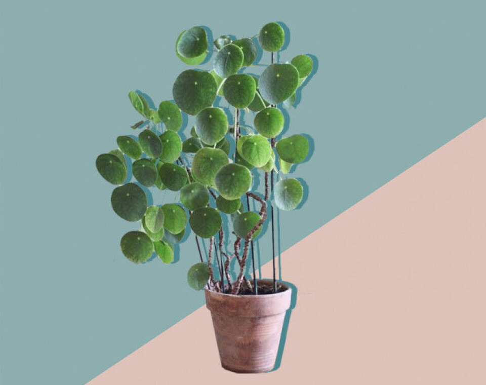 Alla pratar om växter – här är 11 plantor till och med du kan få att överleva