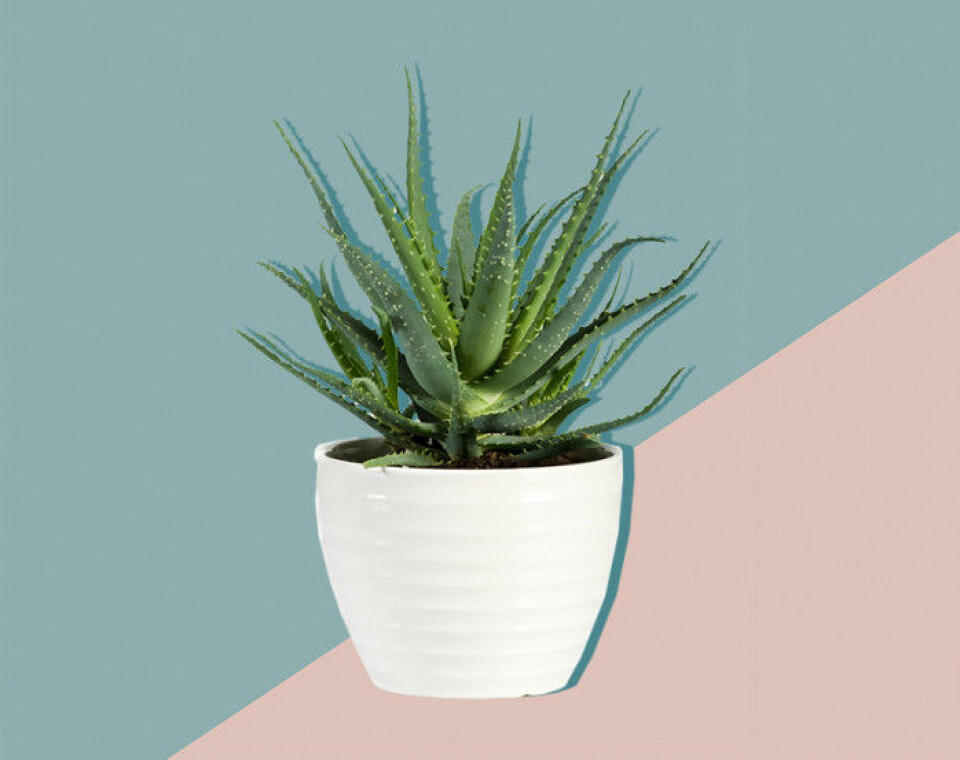 Alla pratar om växter – här är 11 plantor till och med du kan få att överleva