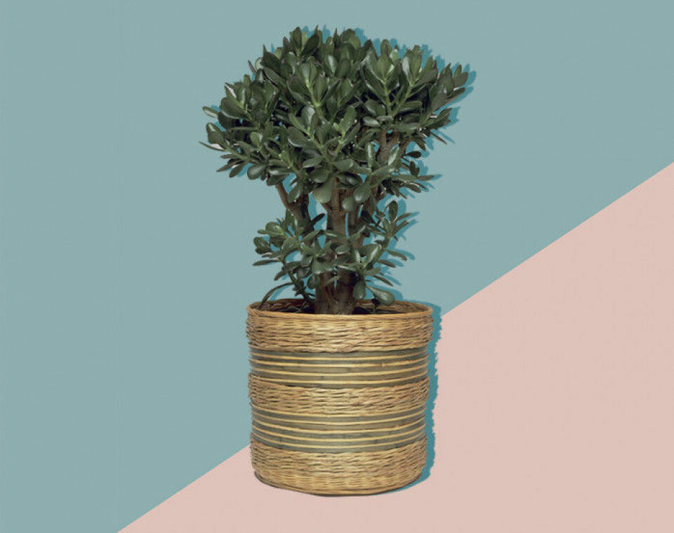 Alla pratar om växter – här är 11 plantor till och med du kan få att överleva