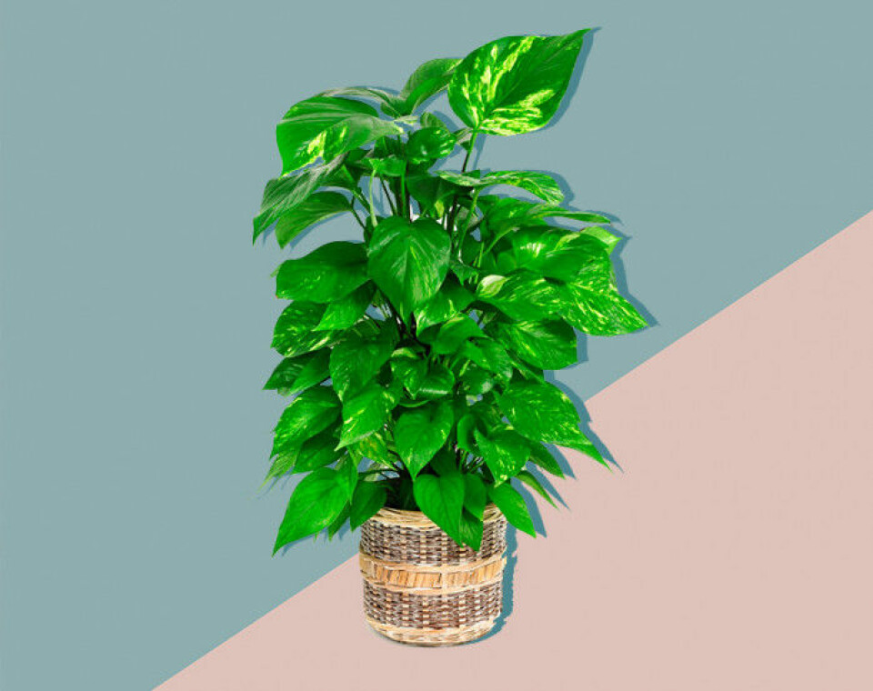 Alla pratar om växter – här är 11 plantor till och med du kan få att överleva