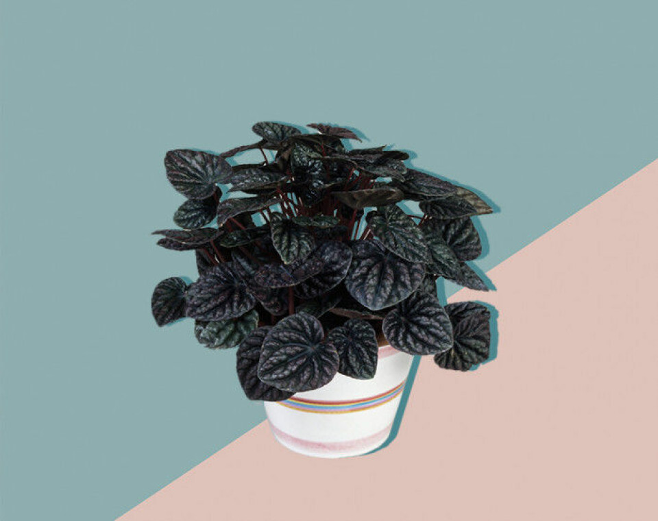 Alla pratar om växter – här är 11 plantor till och med du kan få att överleva