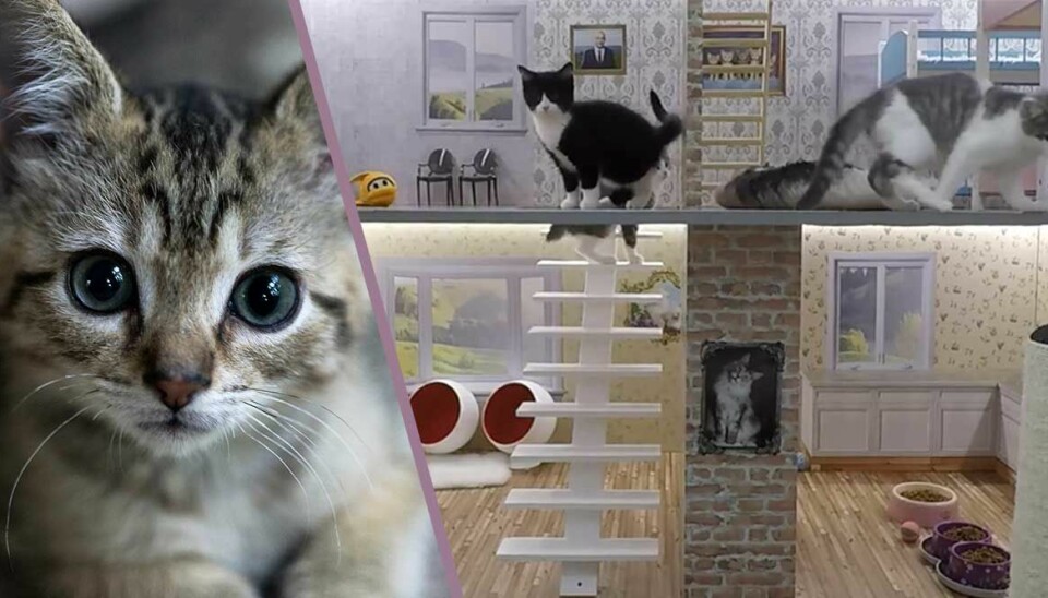 Glöm Kardashians – den här realityserien med katter är vår nya besatthet