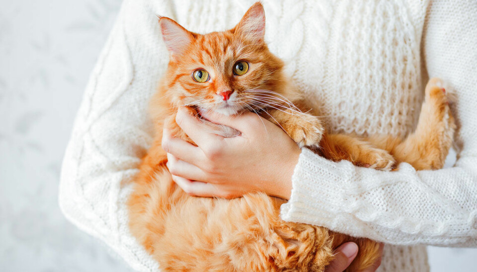 Jo, din katt älskar dig mer än vad den älskar mat