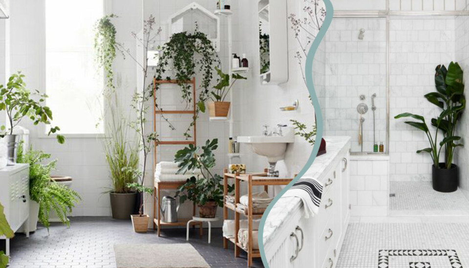 Duschväxter tar över Pinterest – 11 badrum som övertygat oss