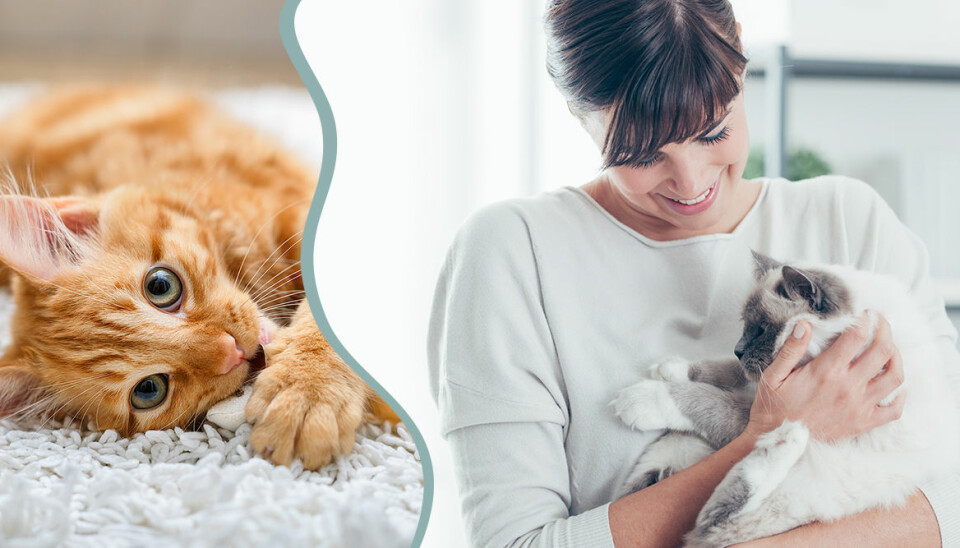 Studie: Kvinnor gosar hellre med katten – än med sin partner