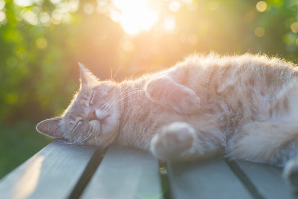 Studie: Kvinnor gosar hellre med katten – än med sin partner