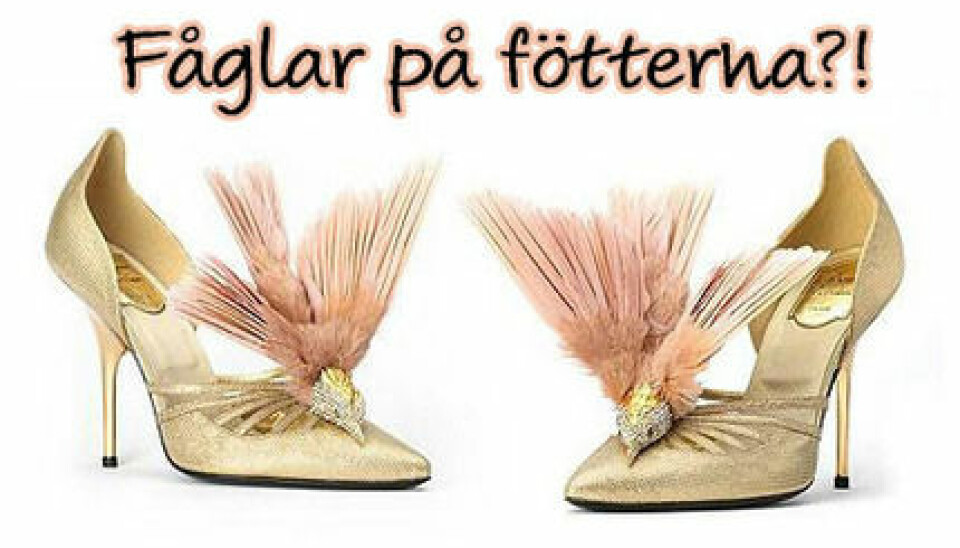 Skor från Roger Vivier med uppstoppade fåglar!