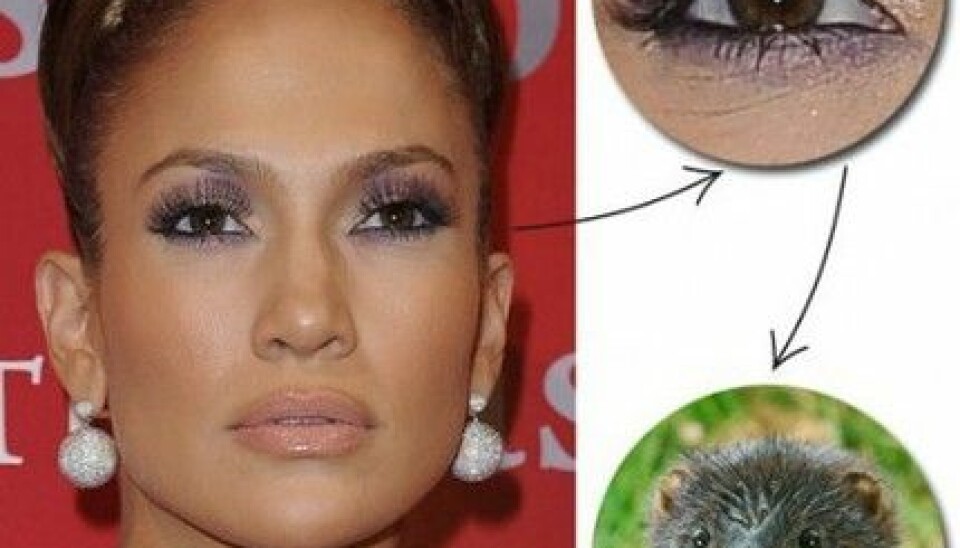 Jennifer Lopez har lösögonfransar av minkhår! Jennifer Lopez har lösögonfransar av minkhår!