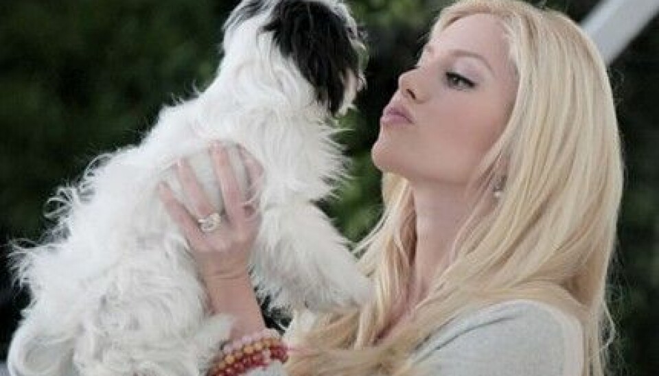 Undrar om hunden Dolly känner igen Heidi Montag efter plastikoperationerna? Undrar om hunden Dolly känner igen Heidi Montag efter plastikoperationerna?