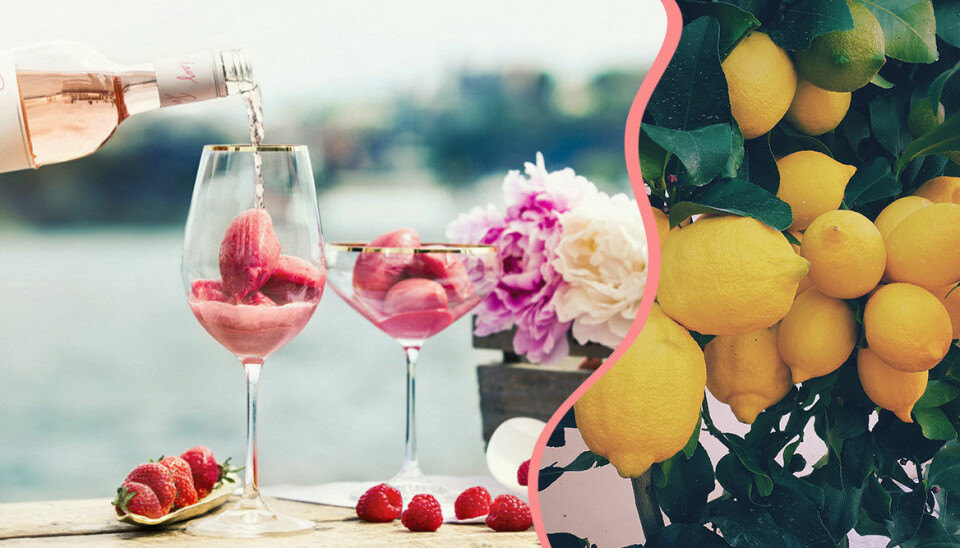 Rosésorbet – så gör du sommarens godaste efterrättsdrink