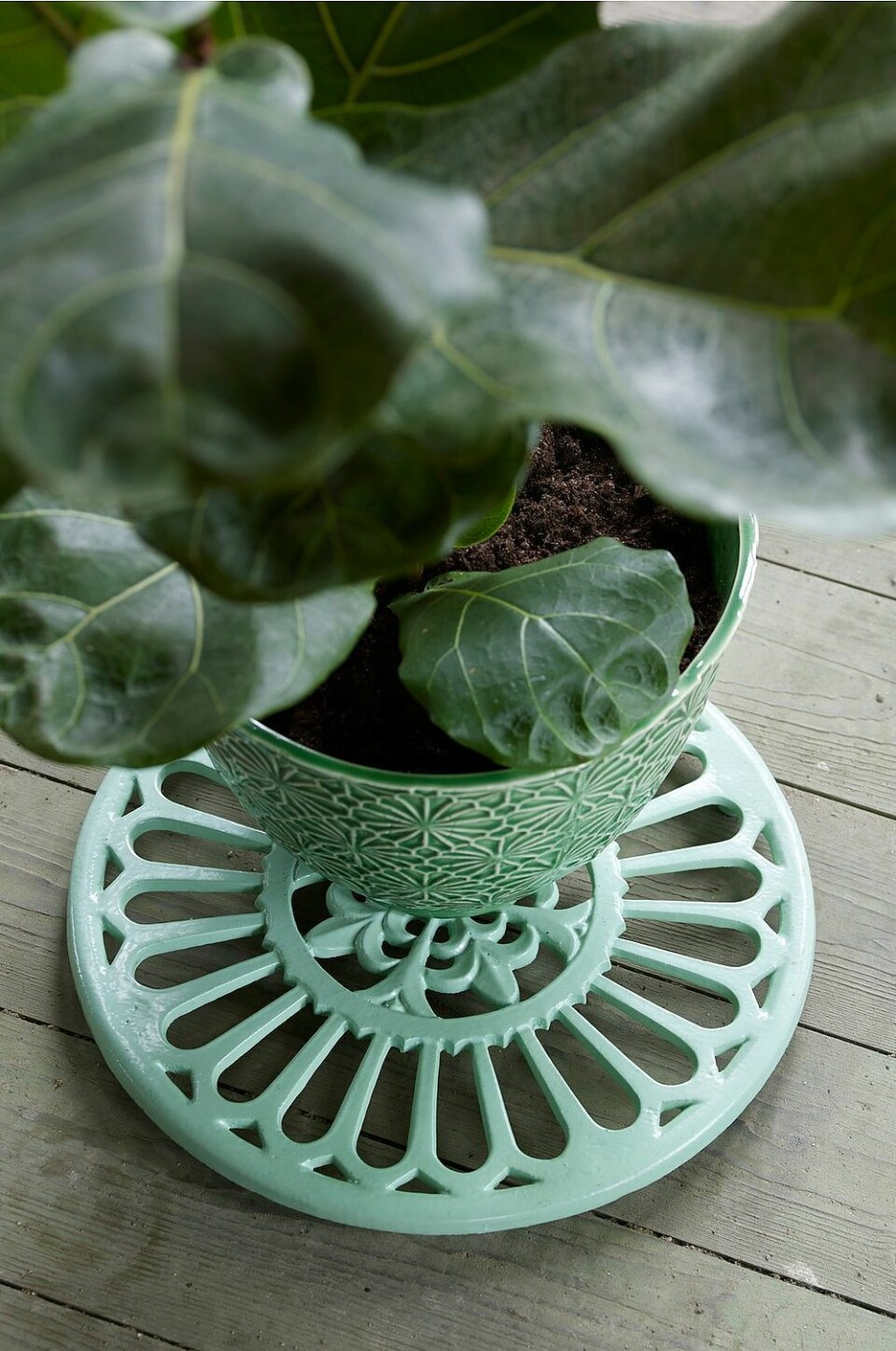 Grönt krukunderlägg.