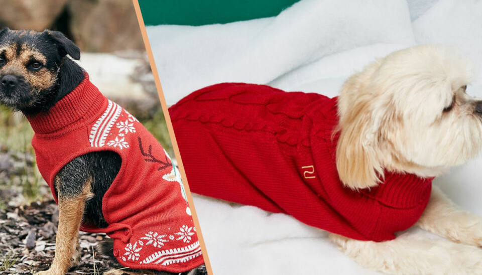 Glöm inte din fyrbente vän – låt hunden bli julfin i år