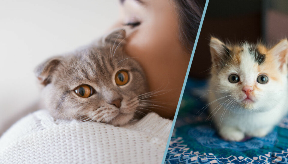 Nu blir det straffbart att överge katter och andra husdjur