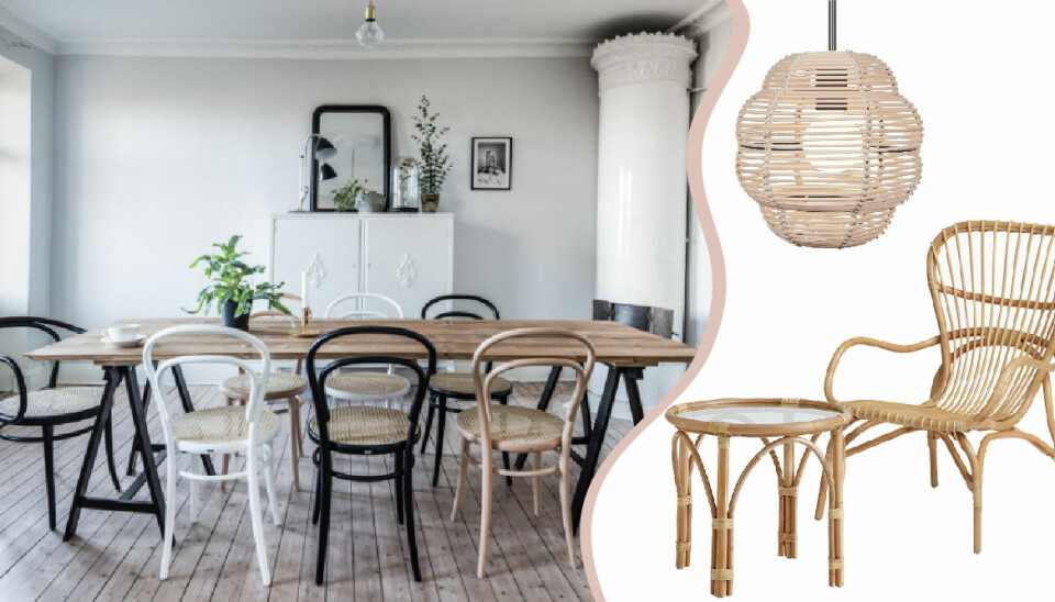 Rotting är tillbaka – här är våra 14 favoriter i butik just nu