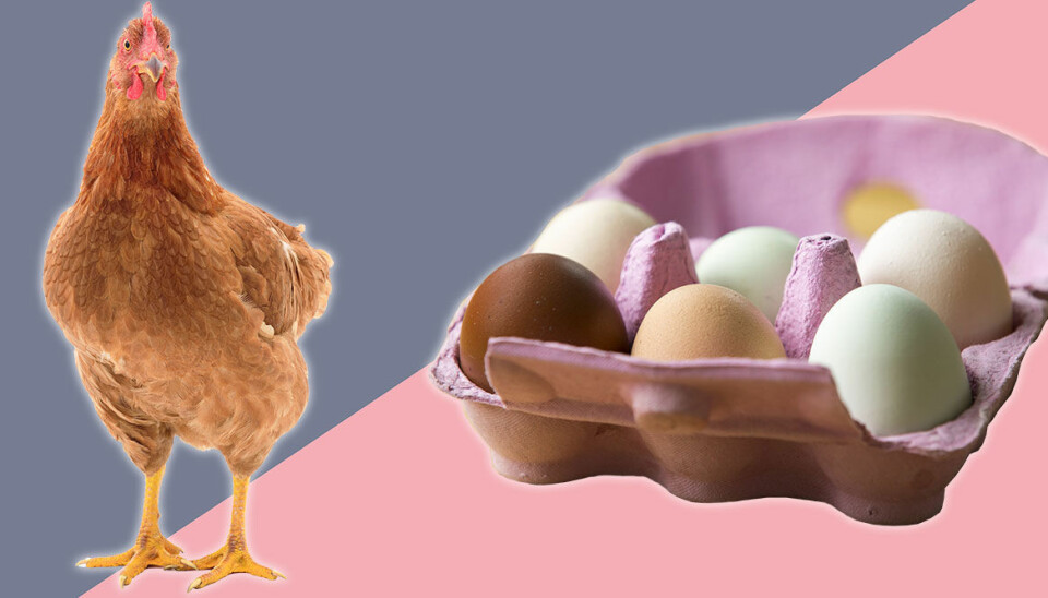 Kravmärkt, frigående och bur – vad betyder vad på äggkartongen?