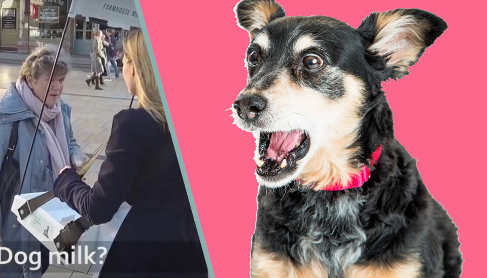 Här bjuder PETA på 'hundmjölk' och folk spårar ur fullständigt